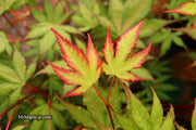- Acer palmatum 'Firefly' Japanese Maple - Mr Maple │ Buy Japanese Maple Trees