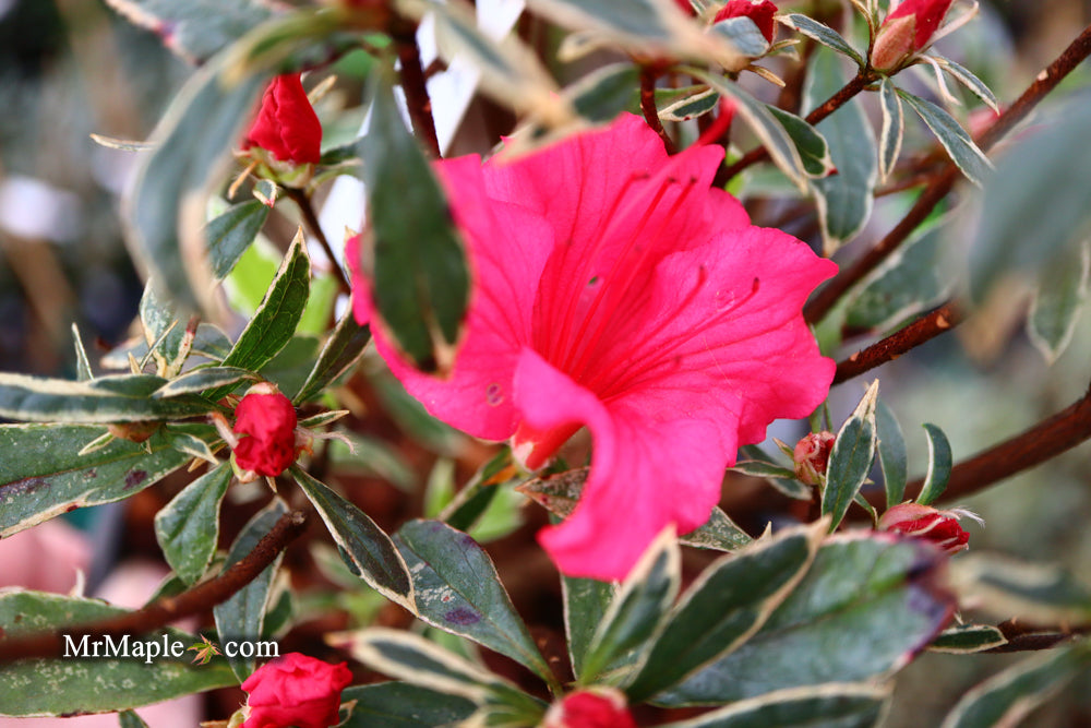 Azalea 'Girard’s Variegated Gem’ Evergreen Rose Pink Azalea
