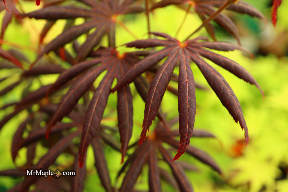 Acer palmatum x shirasawanum ‘Trompenburg' Japanese Maple