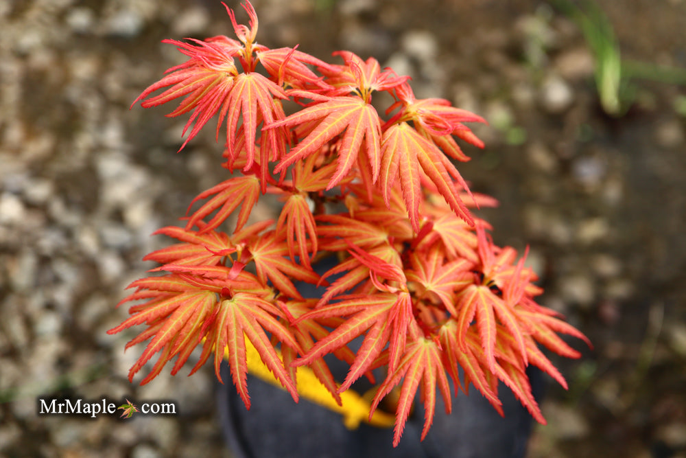 Acer palmatum 'Bazinga' Japanese Maple