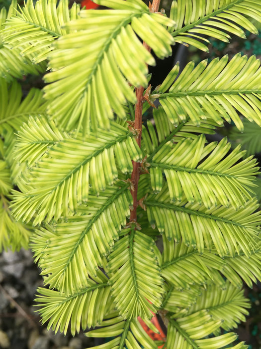 Metasequoia glyptostroboides 'Little Creamy' Variegated Dawn Redwood
