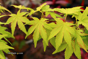 - Acer palmatum 'Orange Dream' Japanese Maple - Mr Maple │ Buy Japanese Maple Trees