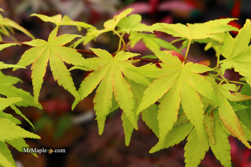 - Acer palmatum 'Orange Dream' Japanese Maple - Mr Maple │ Buy Japanese Maple Trees