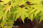 - Acer palmatum 'Orange Dream' Japanese Maple - Mr Maple │ Buy Japanese Maple Trees