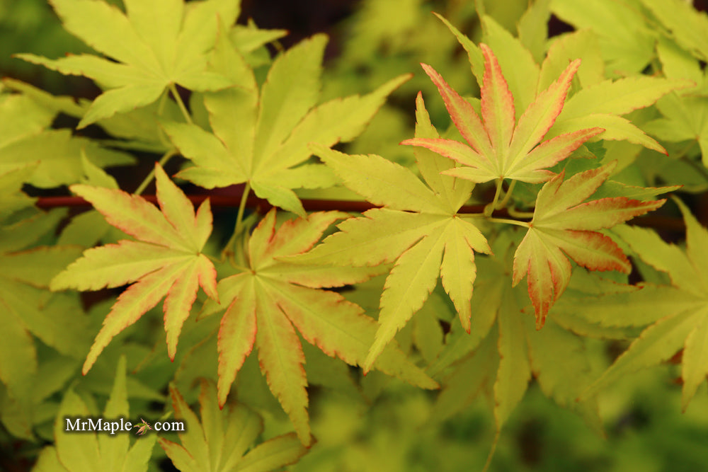 Acer palmatum 'Orange Dream' Japanese Maple