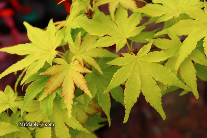 - Acer palmatum 'Orange Dream' Japanese Maple - Mr Maple │ Buy Japanese Maple Trees