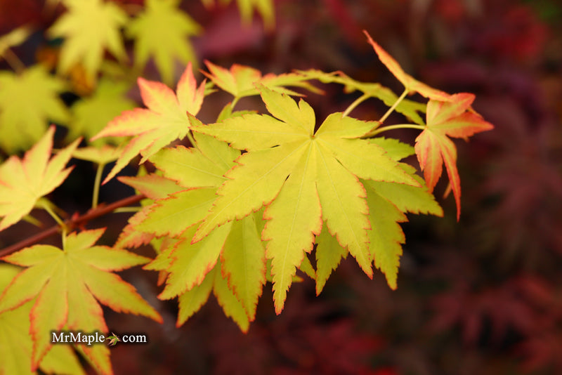 - Acer palmatum 'Orange Dream' Japanese Maple - Mr Maple │ Buy Japanese Maple Trees