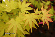 - Acer palmatum 'Orange Dream' Japanese Maple - Mr Maple │ Buy Japanese Maple Trees