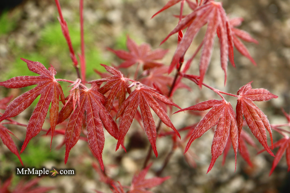 Acer palmatum 'Red Baron' Japanese Maple