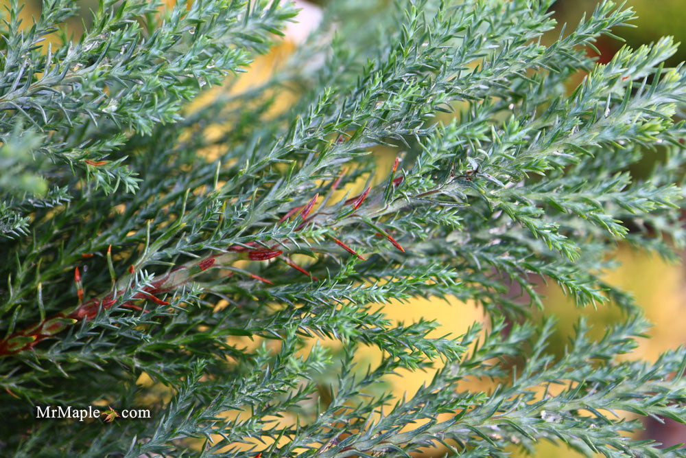Chamaecyparis lawsoniana 'Snow White’ Lawson Cypress