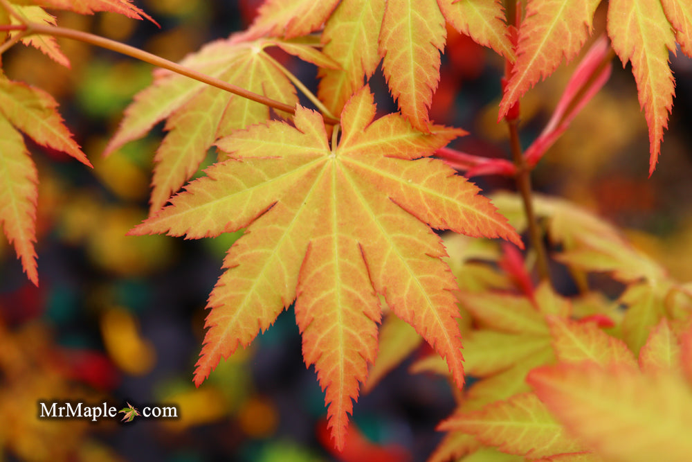Acer shirasawanum 'Sunny' Golden Full Moon Japanese Maple