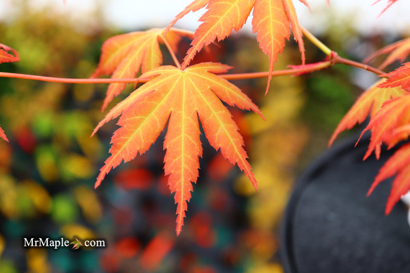 - Acer palmatum 'Kristin's Star' Japanese Maple - Mr Maple │ Buy Japanese Maple Trees