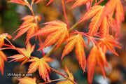 - Acer palmatum 'Kristin's Star' Japanese Maple - Mr Maple │ Buy Japanese Maple Trees