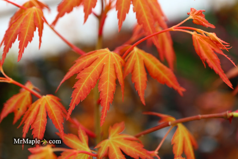 - Acer palmatum 'Kristin's Star' Japanese Maple - Mr Maple │ Buy Japanese Maple Trees