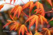 - Acer palmatum 'Kristin's Star' Japanese Maple - Mr Maple │ Buy Japanese Maple Trees