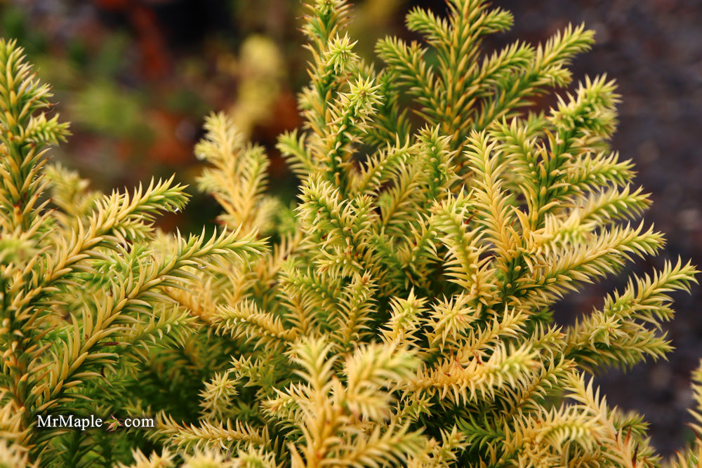 Cryptomeria japonica 'Golden Promise' Golden Dwarf Japanese Cedar