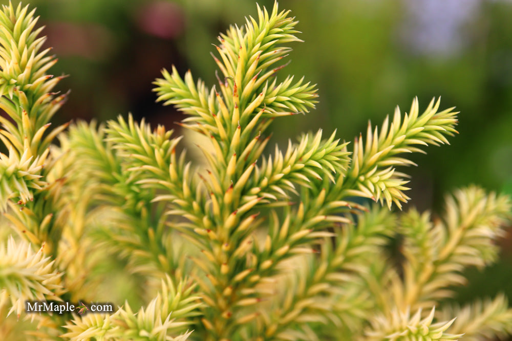 Cryptomeria japonica 'Golden Promise' Golden Dwarf Japanese Cedar