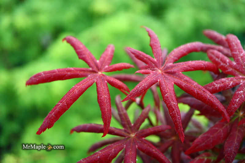 - Acer palmatum 'Peve Starfish' Japanese Maple - Mr Maple │ Buy Japanese Maple Trees