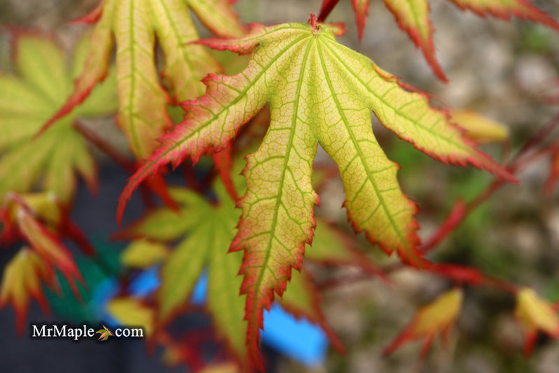 - Acer palmatum 'Firefly' Japanese Maple - Mr Maple │ Buy Japanese Maple Trees
