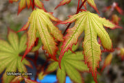 - Acer palmatum 'Firefly' Japanese Maple - Mr Maple │ Buy Japanese Maple Trees