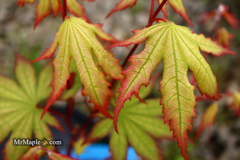 - Acer palmatum 'Firefly' Japanese Maple - Mr Maple │ Buy Japanese Maple Trees