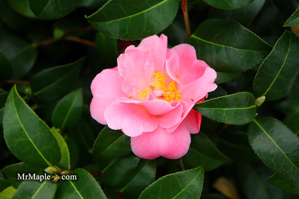 Camellia 'Pink Icicle' Pink Flowering Hardy Camellia