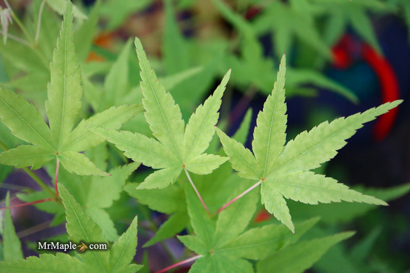 - Acer palmatum 'Ryusen' Japanese Maple - Mr Maple │ Buy Japanese Maple Trees