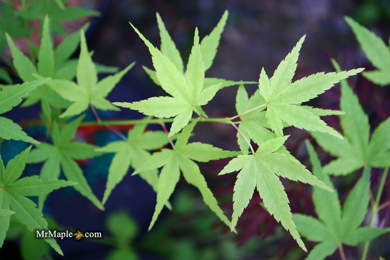 - Acer palmatum 'Ryusen' Japanese Maple - Mr Maple │ Buy Japanese Maple Trees