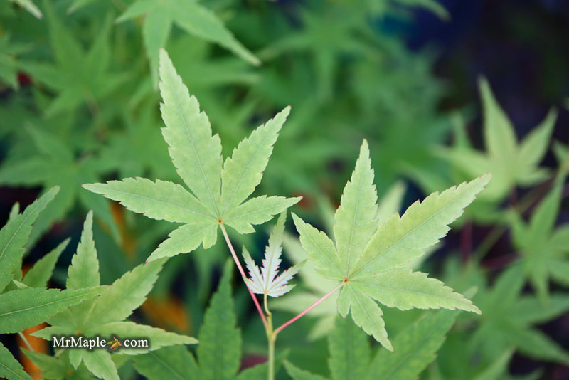 - Acer palmatum 'Ryusen' Japanese Maple - Mr Maple │ Buy Japanese Maple Trees