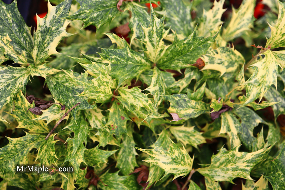 Osmanthus heterophyllus 'Goshiki' Variegated Fragrant Tea Olive