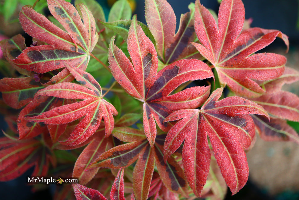 Acer palmatum 'Geisha Gone Wild' Japanese Maple
