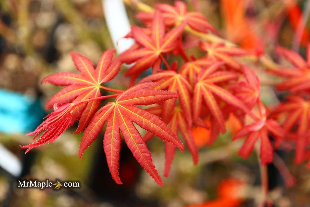 Acer palmatum 'Phoenix' Japanese Maple