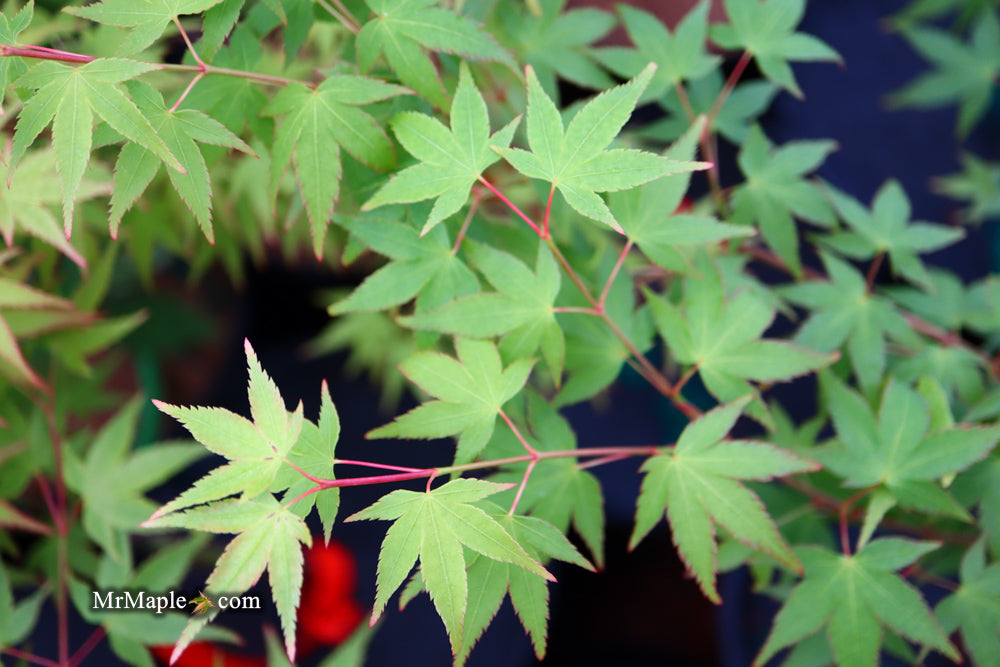 Acer palmatum 'Caperci Dwarf' Japanese Maple