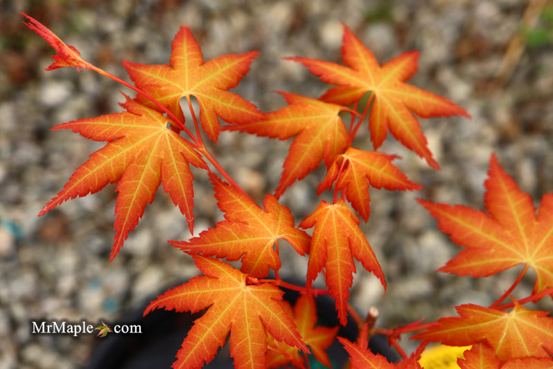 - Acer palmatum 'Kristin's Star' Japanese Maple - Mr Maple │ Buy Japanese Maple Trees