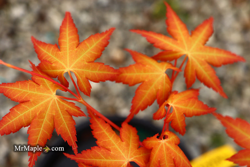 - Acer palmatum 'Kristin's Star' Japanese Maple - Mr Maple │ Buy Japanese Maple Trees