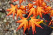 - Acer palmatum 'Kristin's Star' Japanese Maple - Mr Maple │ Buy Japanese Maple Trees