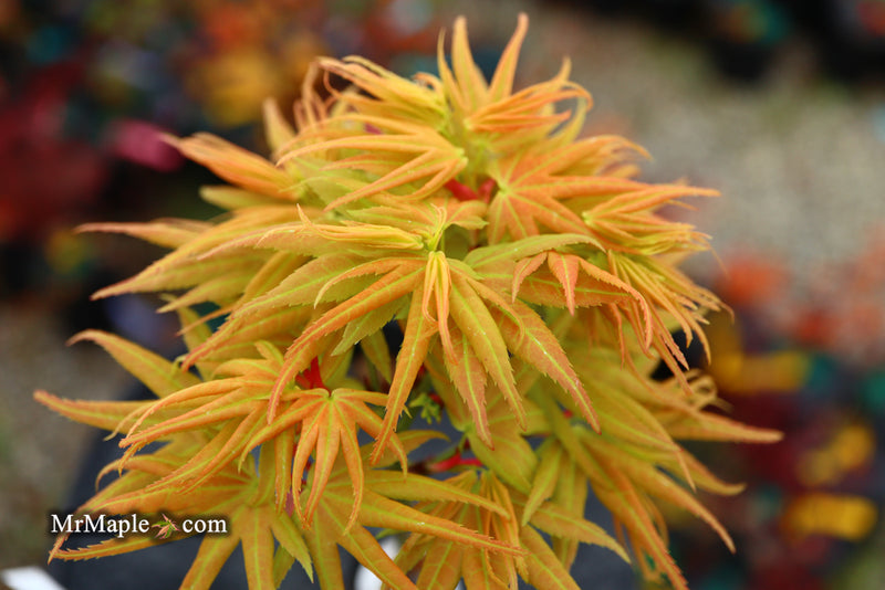 - Acer palmatum 'Mayday' Rare Dwarf Japanese Maple - Mr Maple │ Buy Japanese Maple Trees