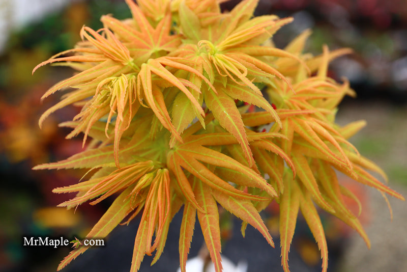 - Acer palmatum 'Mayday' Rare Dwarf Japanese Maple - Mr Maple │ Buy Japanese Maple Trees