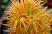 - Acer palmatum 'Mayday' Rare Dwarf Japanese Maple - Mr Maple │ Buy Japanese Maple Trees