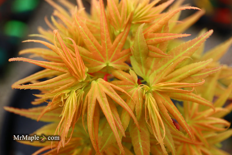 - Acer palmatum 'Mayday' Rare Dwarf Japanese Maple - Mr Maple │ Buy Japanese Maple Trees