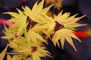 - Acer palmatum 'Mayday' Rare Dwarf Japanese Maple - Mr Maple │ Buy Japanese Maple Trees