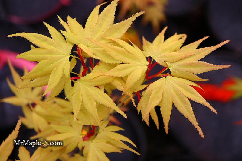 - Acer palmatum 'Mayday' Rare Dwarf Japanese Maple - Mr Maple │ Buy Japanese Maple Trees