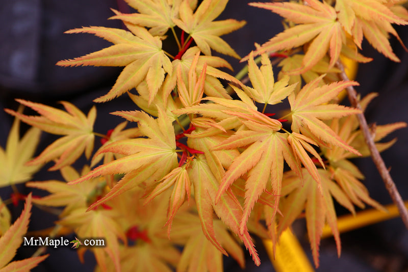 - Acer palmatum 'Mayday' Rare Dwarf Japanese Maple - Mr Maple │ Buy Japanese Maple Trees
