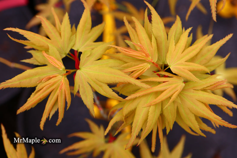 - Acer palmatum 'Mayday' Rare Dwarf Japanese Maple - Mr Maple │ Buy Japanese Maple Trees