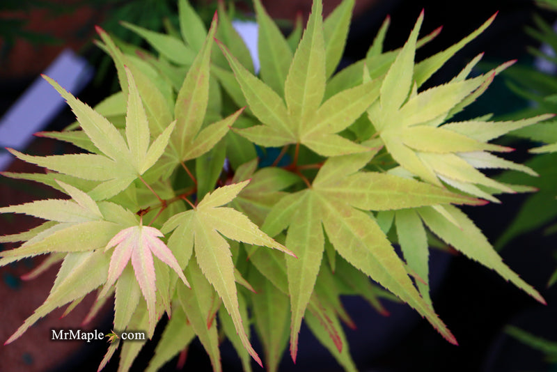 - Acer palmatum 'Mayday' Rare Dwarf Japanese Maple - Mr Maple │ Buy Japanese Maple Trees