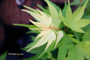 - Acer palmatum 'Mayday' Rare Dwarf Japanese Maple - Mr Maple │ Buy Japanese Maple Trees