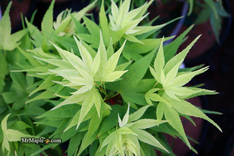 - Acer palmatum 'Mayday' Rare Dwarf Japanese Maple - Mr Maple │ Buy Japanese Maple Trees