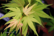 - Acer palmatum 'Mayday' Rare Dwarf Japanese Maple - Mr Maple │ Buy Japanese Maple Trees