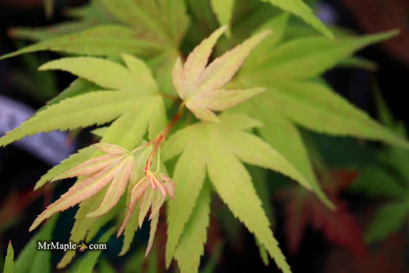 - Acer palmatum 'Mayday' Rare Dwarf Japanese Maple - Mr Maple │ Buy Japanese Maple Trees