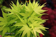 - Acer palmatum 'Mayday' Rare Dwarf Japanese Maple - Mr Maple │ Buy Japanese Maple Trees